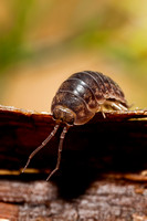 Pillbug 20110430-4845