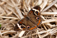 Buckeye Butterfly 20120626-0490