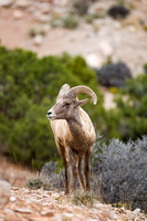 Bighorn Sheep 20070924-5441