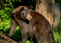 Black Bear 20070717-0900