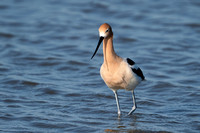 American Avocet 20230419-36646