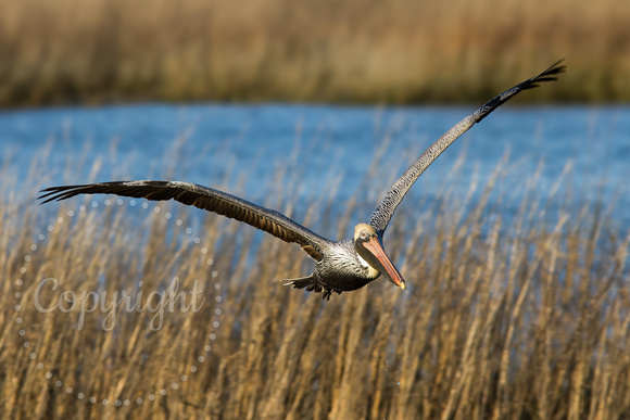 Brown Pelican 20150212-IMG_8346