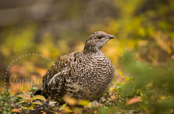 Dusky Grouse 20070918-4048