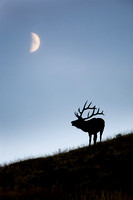 Elk (Wapiti) 20070919-4311