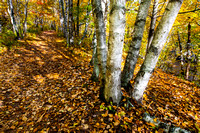 Boundary Waters Canoe Area Wilderness Area, MN 20091009-4889