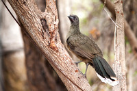Chachalaca, Plain 20130425-5113 (2)