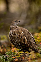 Dusky Grouse 20070918-4067