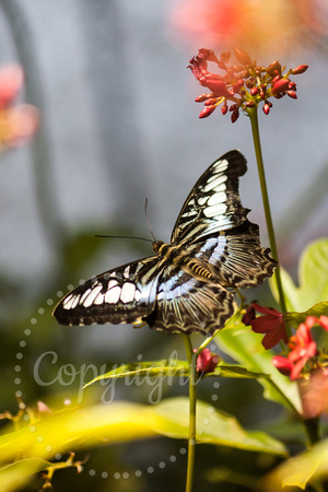 Clipper (captive) 20090914-4117