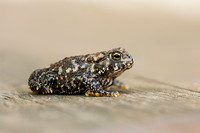 American Toad 20050814-7472