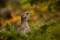 Grouse, Dusky 20070918-4038