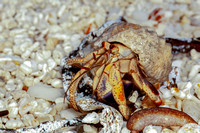 Hermit Crab 20080221-9049
