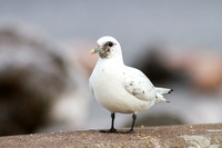 Ivory Gull 20160105-3719