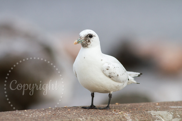 Ivory Gull 20160105-3719