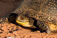 Blandings Turtle 20060606-0655