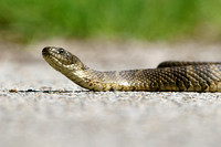 Common Watersnake 20240510-38858