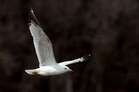 Ring-billed Gull 20110418-4352