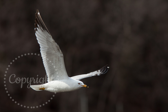 Ring-billed Gull 20110418-4352