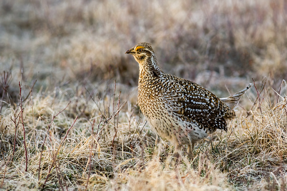 Sharp-tailed Grouse 20070414-9752