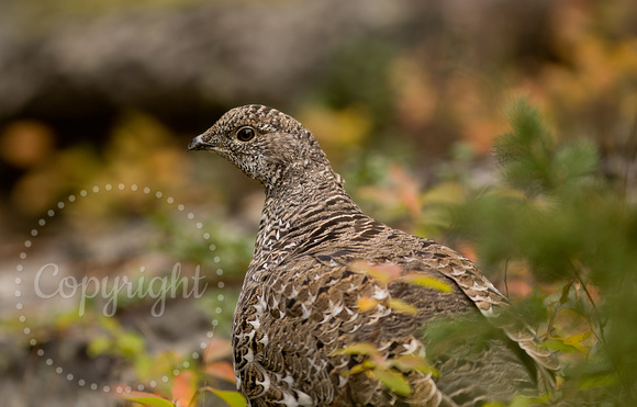 Grouse, Dusky 20070918-4043