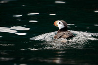 Horned Puffin _DS39509