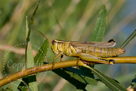 Differential Grasshopper 20060820-2126