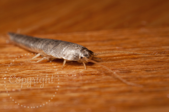 Silverfish 20100311-8896
