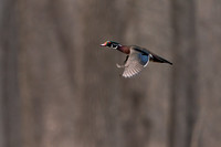 American Widgeon 20250412-33510