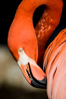 American Flamingo (captive) 20080227-0263