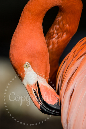 American Flamingo (captive) 20080227-0263