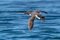 Common Murre _DS38691