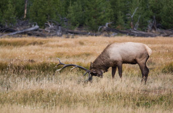 Elk (Wapiti) 20070920-4418
