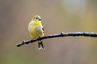 American Goldfinch 20221024-DS302729