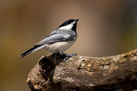 Birds (Perching)