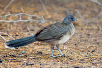 Birds (Ground-dwelling)