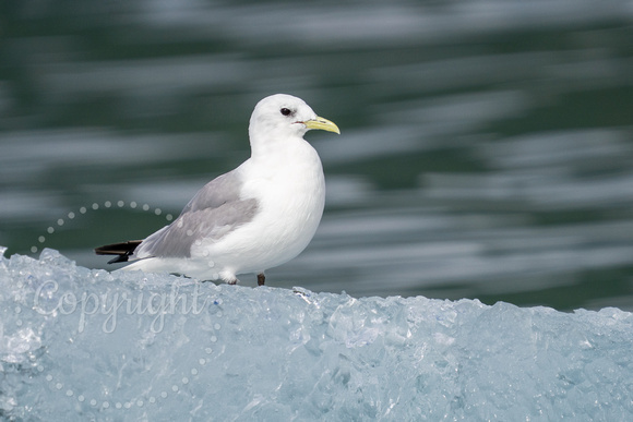 Black-legged Kittiwake _DS39437