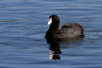 American Coot 20180427-5025