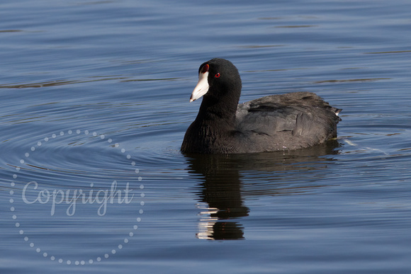 American Coot 20180427-5025
