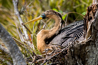 Anhinga 20080222-9294