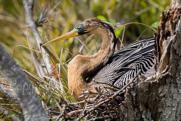 Anhinga 20080222-9294