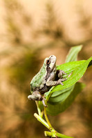 Gray Treefrog 20110912-0432