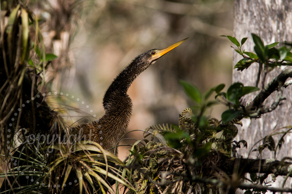 Anhinga 20080223-9630