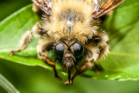 Bee-like Robber Fly 20130703-9894