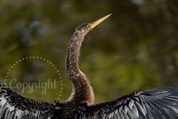 Anhinga 20200205-03842