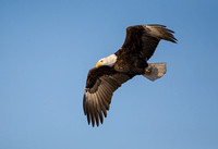Bald Eagle 20080122-7995