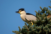 Black-crowned Night Heron 20210713-309729