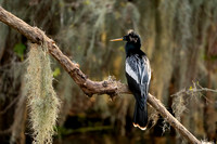 Anhinga 20200207-05140