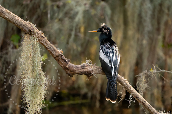 Anhinga 20200207-05140