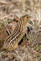 13-lined Ground Squirrel 20080427-1719