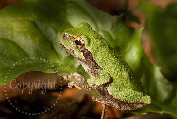 Gray Treefrog 20090815-2811