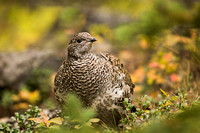 Dusky Grouse 20070918-4037